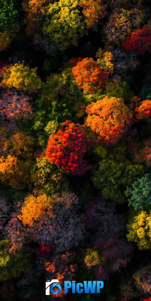 Fall Foliage Aerial view 3K Mobile Wallpaper