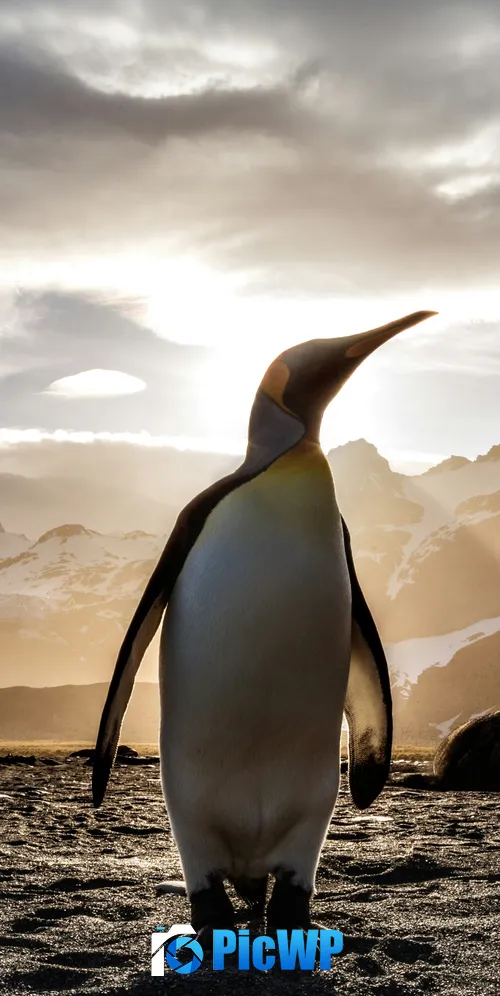 King penguin Antarctica 3K Mobile Wallpaper
