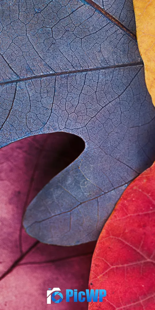 Fall Autumn leaves 3K Mobile Wallpaper