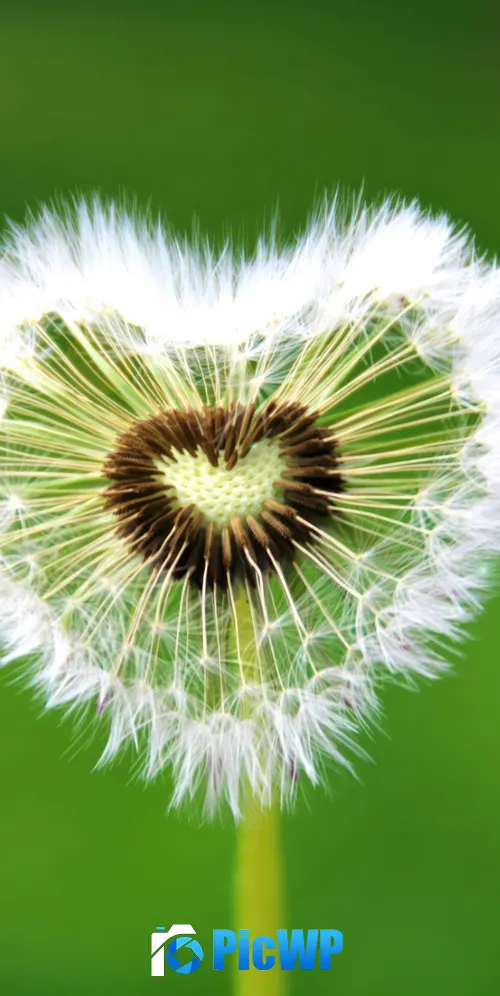 Heart shape Dandelion flower 3K Mobile Wallpaper