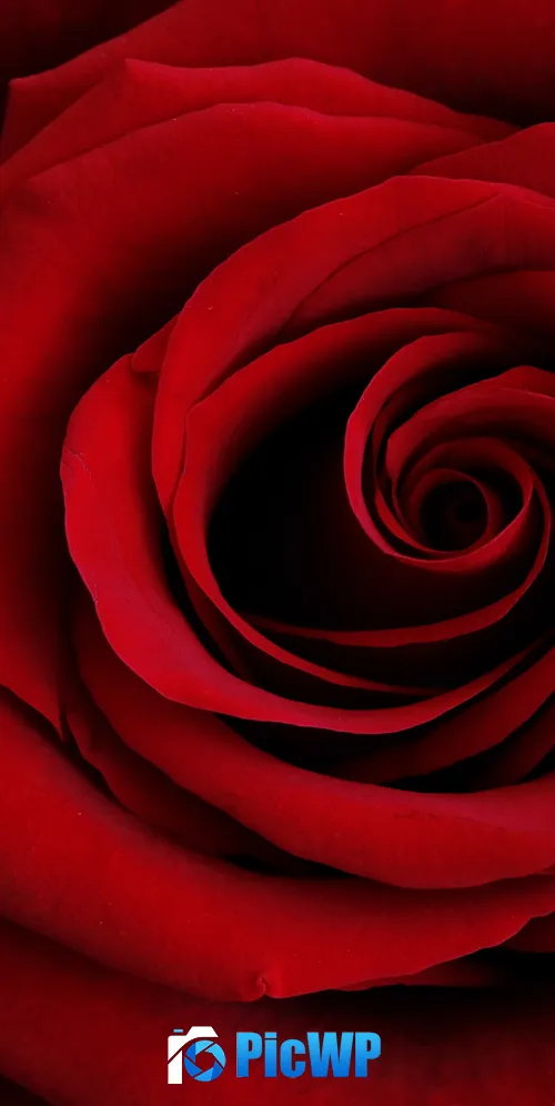 Red Rose Closeup 3K Mobile Wallpaper