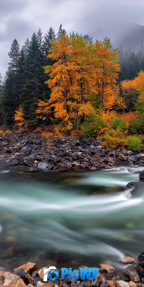 Autumn River Stream 3K Mobile Wallpaper