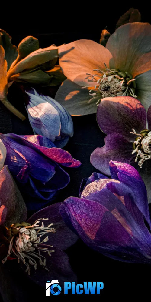 Hellebore flowers Dark aesthetic 3K Mobile Wallpaper