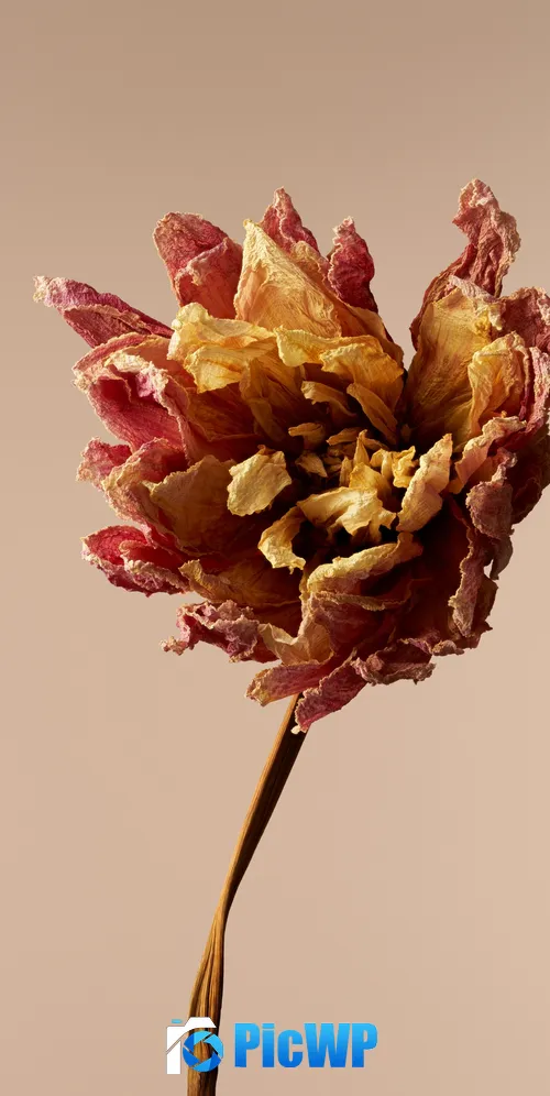 Dried Dahlia flower 3K Mobile Wallpaper