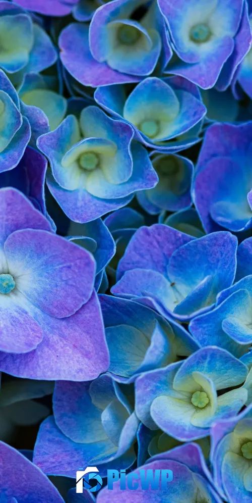 Hydrangea Flowers Purple aesthetic 3K Mobile Wallpaper
