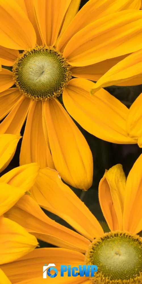 Yellow flowers Blossom 3K Mobile Wallpaper