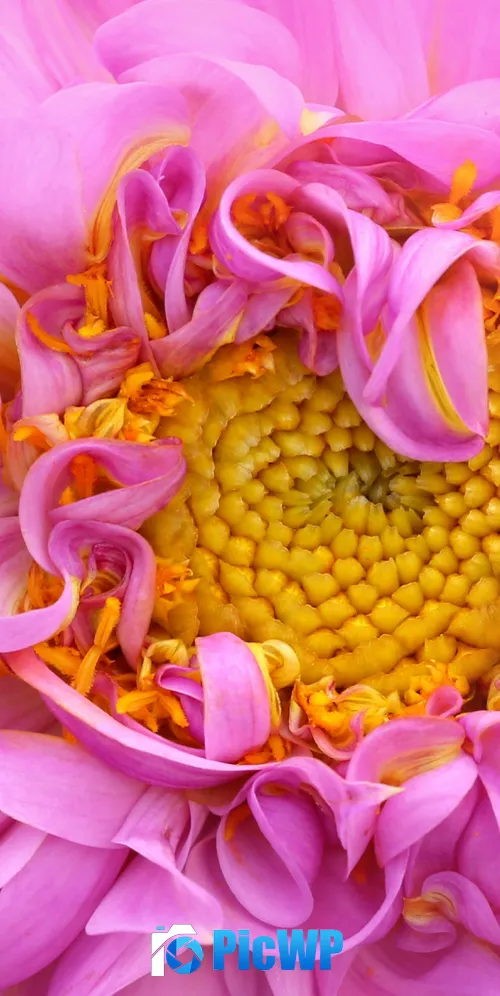 Pink Dahlia Macro 3K Mobile Wallpaper