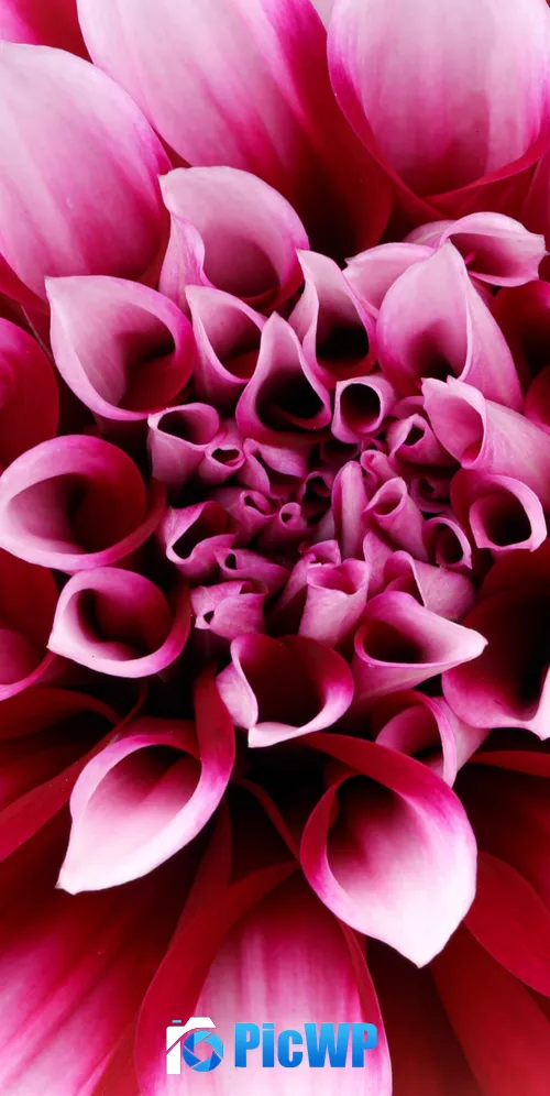 Pink Dahlia Closeup 3K Mobile Wallpaper