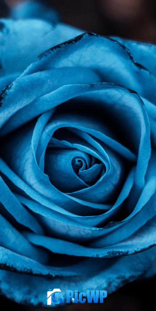 Blue aesthetic Rose flowers 3K Mobile Wallpaper