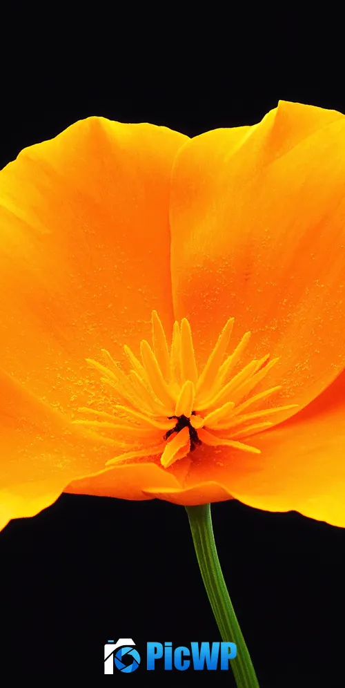 Poppy flower Black background 3K Mobile Wallpaper