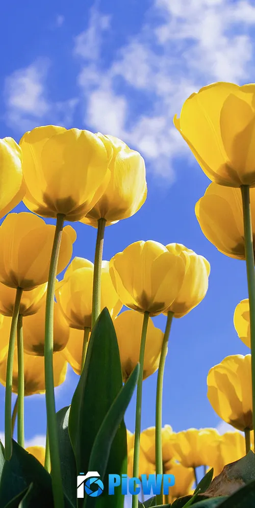 Yellow tulips Daylight 3K Mobile Wallpaper
