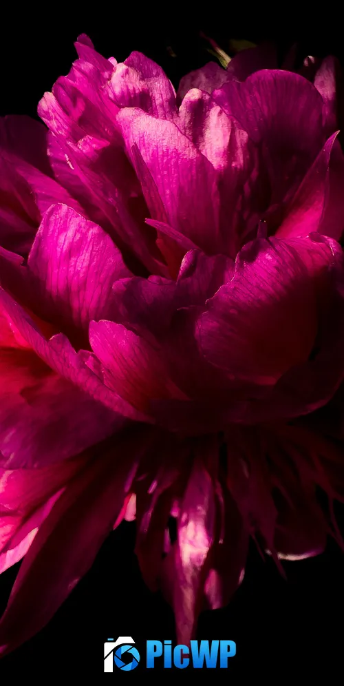 Pink Peony flower in Black background 3K Mobile Wallpaper