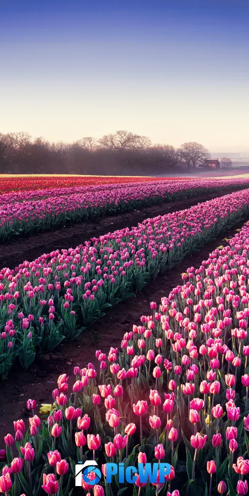 Tulips field Morning breeze 3K Mobile Wallpaper