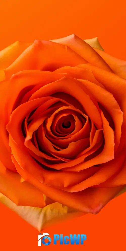 Orange Rose 3K Mobile Wallpaper