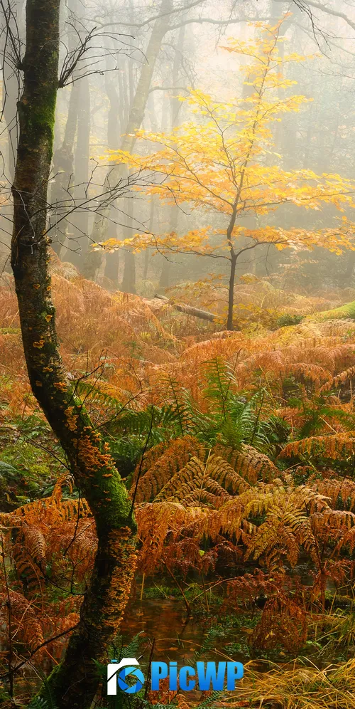 Foggy Autumn Forest 3K Mobile Wallpaper