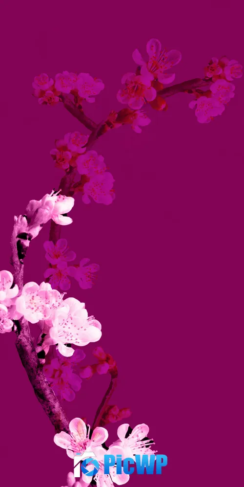 Cherry blossom Plum Velvet 3K Mobile Wallpaper