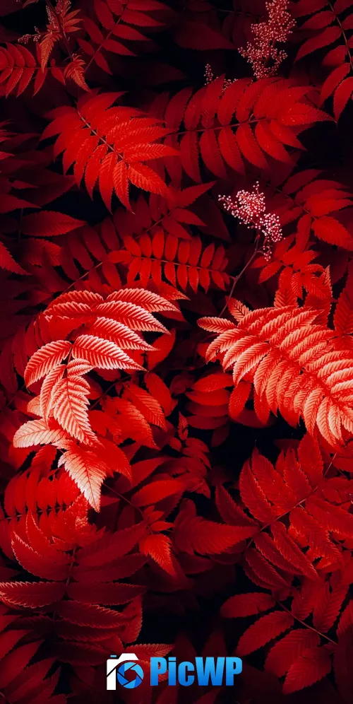 Red leaves Foliage 3K Mobile Wallpaper