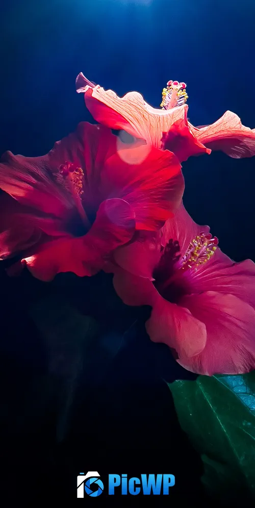 Hibiscus flowers 3K Mobile Wallpaper