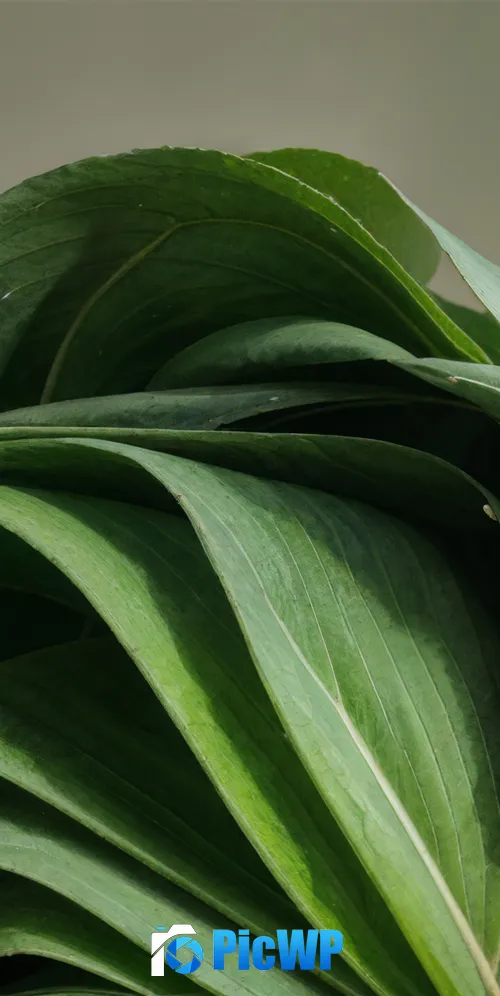 Windows 11 Green aesthetic 3K Mobile Wallpaper