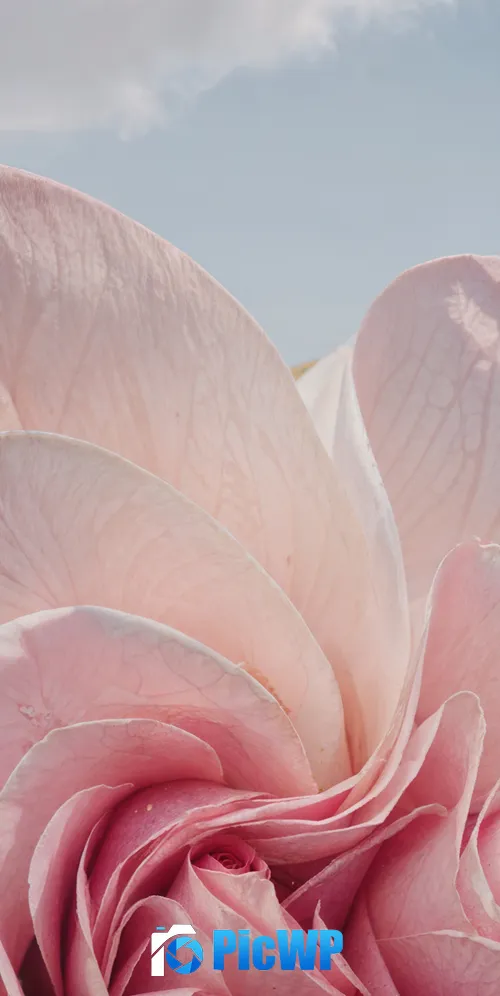 Windows 11 Pink flower 3K Mobile Wallpaper