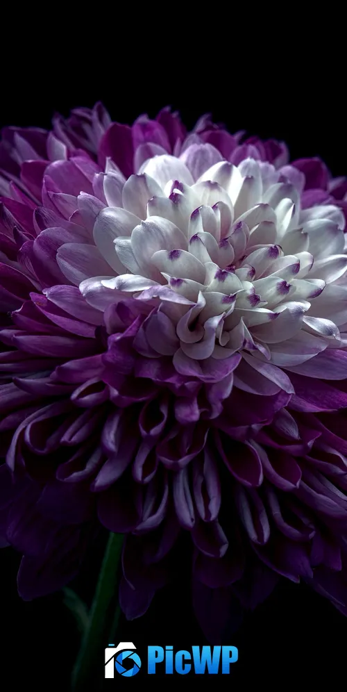Chrysanthemum Purple Flower 3K Mobile Wallpaper