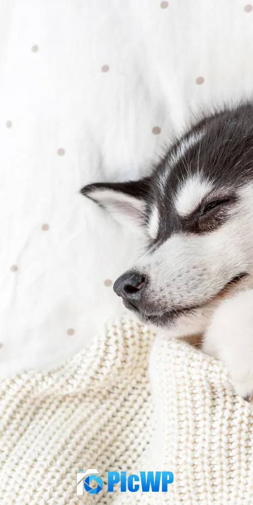 Siberian Husky Teddy bear 3K Mobile Wallpaper