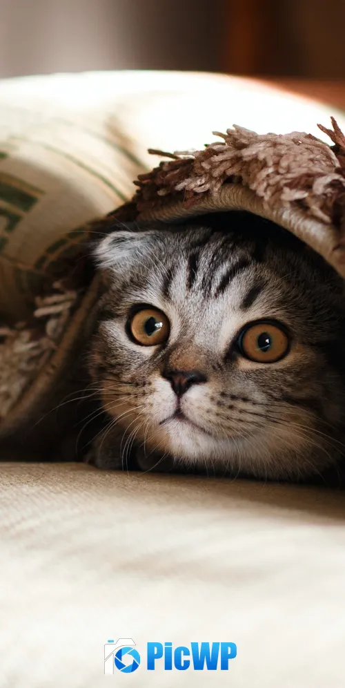 Cute Cat Cozy 3K Mobile Wallpaper