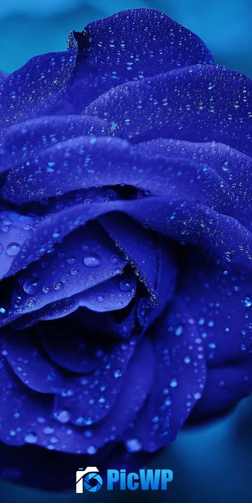 Blue rose Water drops 3K Mobile Wallpaper