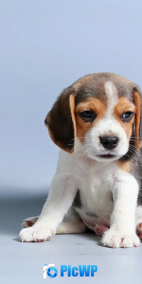 Beagle puppy Breed Dog 3K Mobile Wallpaper