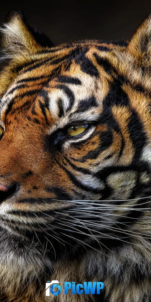 Tiger face Majestic 3K Mobile Wallpaper