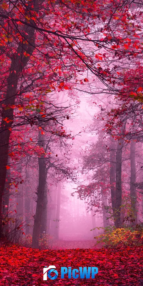Enchanting Autumn Forest 3K Mobile Wallpaper
