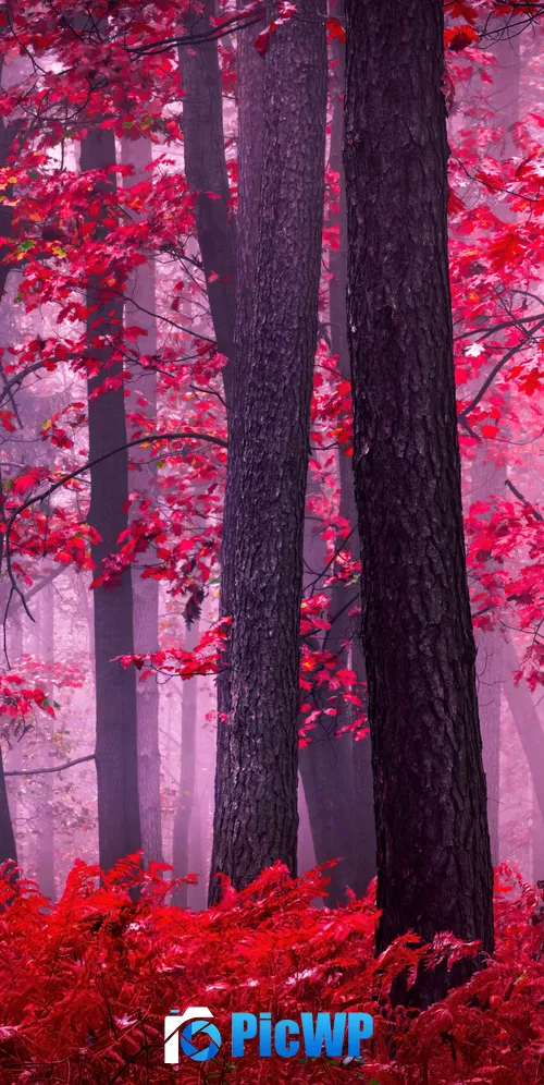 Serene Autumn Forest 3K Mobile Wallpaper