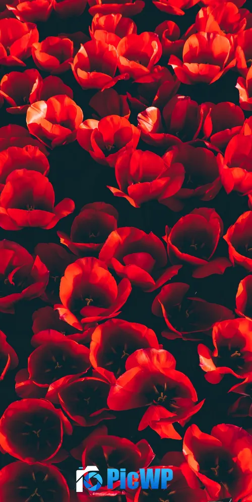 Red Tulips Flower garden 3K Mobile Wallpaper