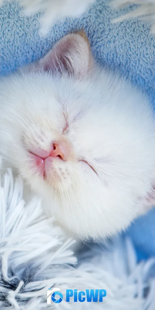 Cute Kitten Sleeping 3K Mobile Wallpaper