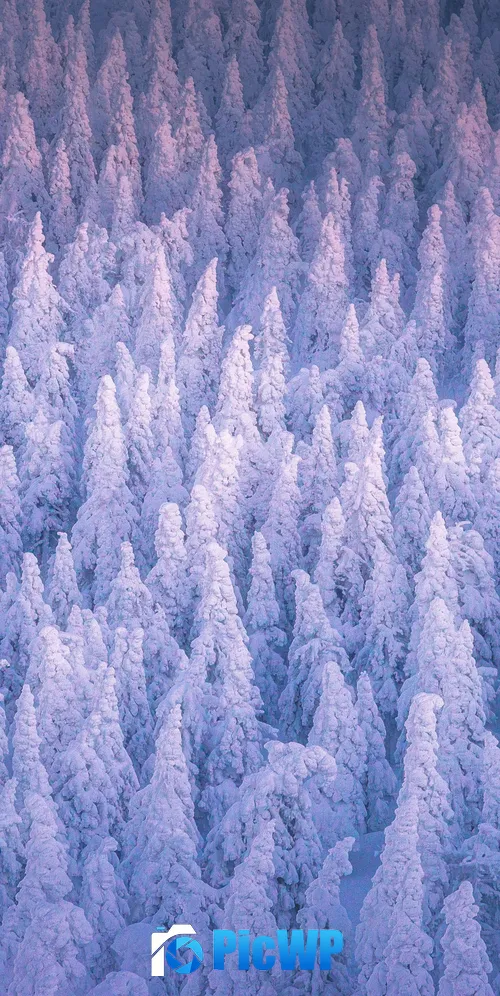 Snow covered Winter forest 3K Mobile Wallpaper