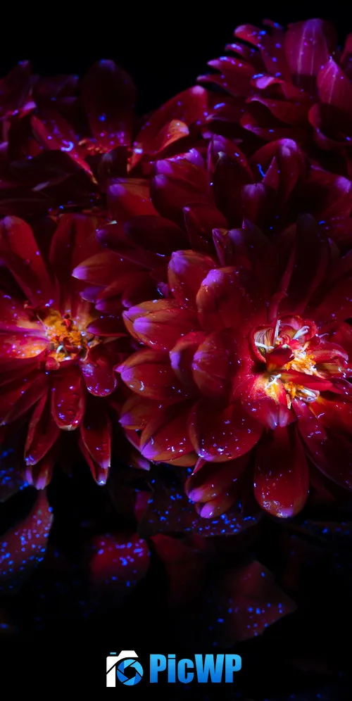 Chrysanthemum flowers Dark aesthetic 3K Mobile Wallpaper