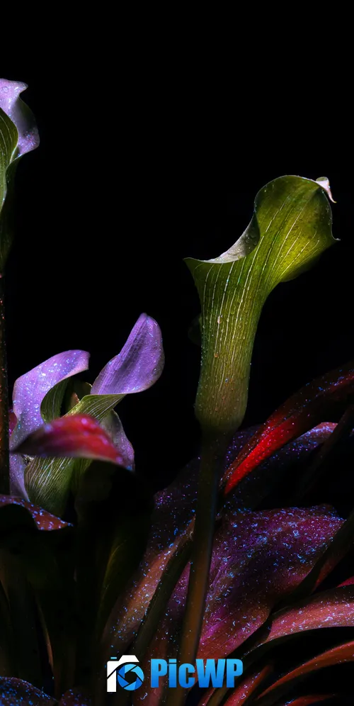 Calla lily Botanical 3K Mobile Wallpaper