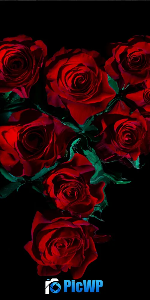 Red Roses AMOLED 3K Mobile Wallpaper