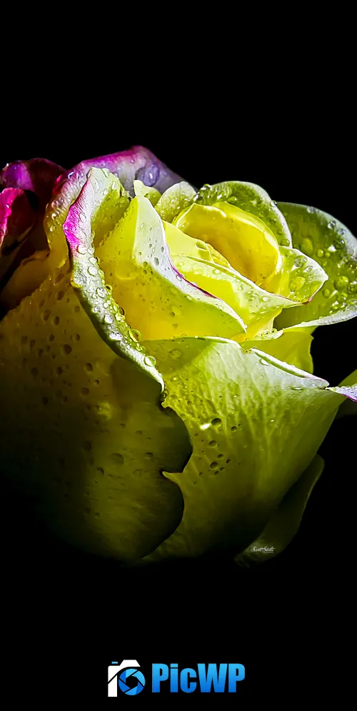 Rose flower AMOLED 3K Mobile Wallpaper