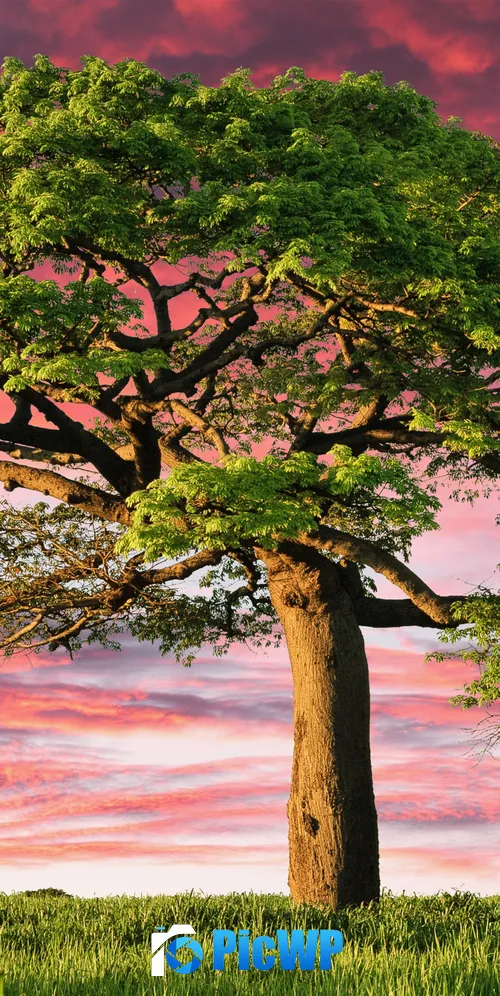 Lone tree Aesthetic 3K Mobile Wallpaper