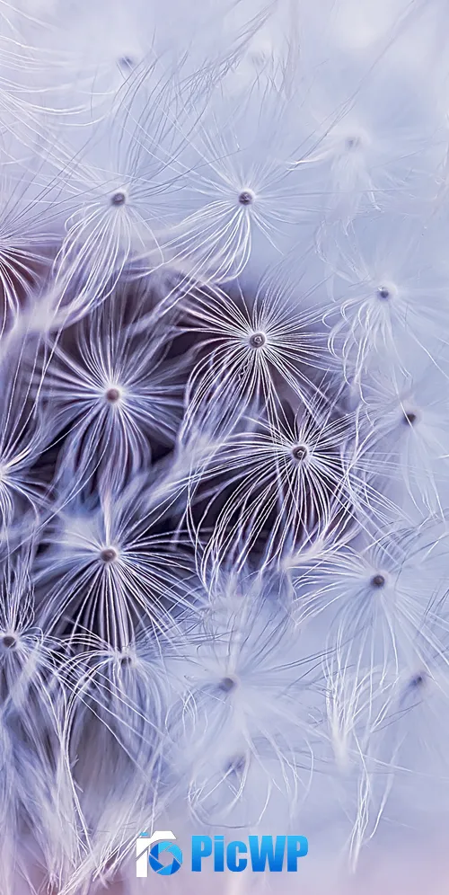 Dandelion flower White aesthetic 3K Mobile Wallpaper