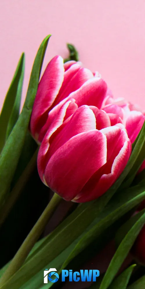 Pink Tulips Pink background 3K Mobile Wallpaper