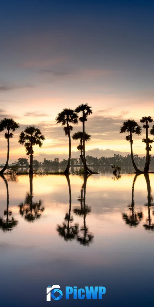 Palm trees Silhouette 3K Mobile Wallpaper