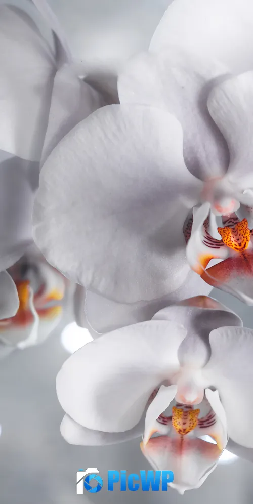 White Orchids White aesthetic 3K Mobile Wallpaper
