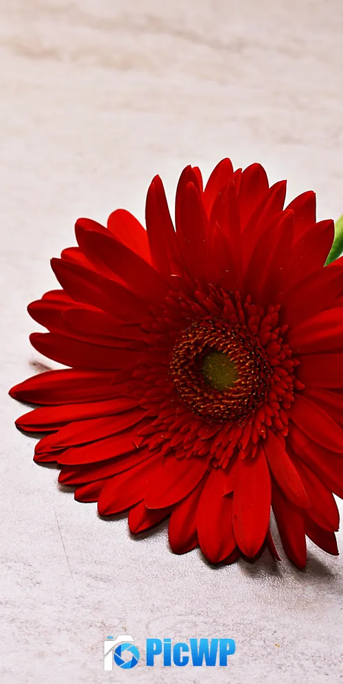 Red Gerbera Daisy Daisy flower 3K Mobile Wallpaper