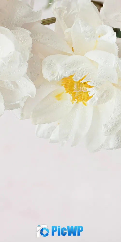 Peony flowers White peonies 3K Mobile Wallpaper