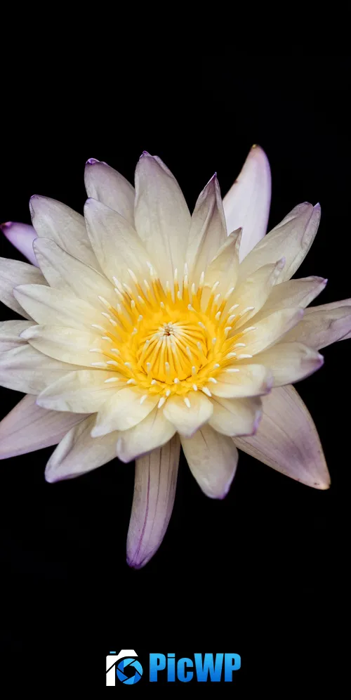 Water lily Lily flowers 3K Mobile Wallpaper