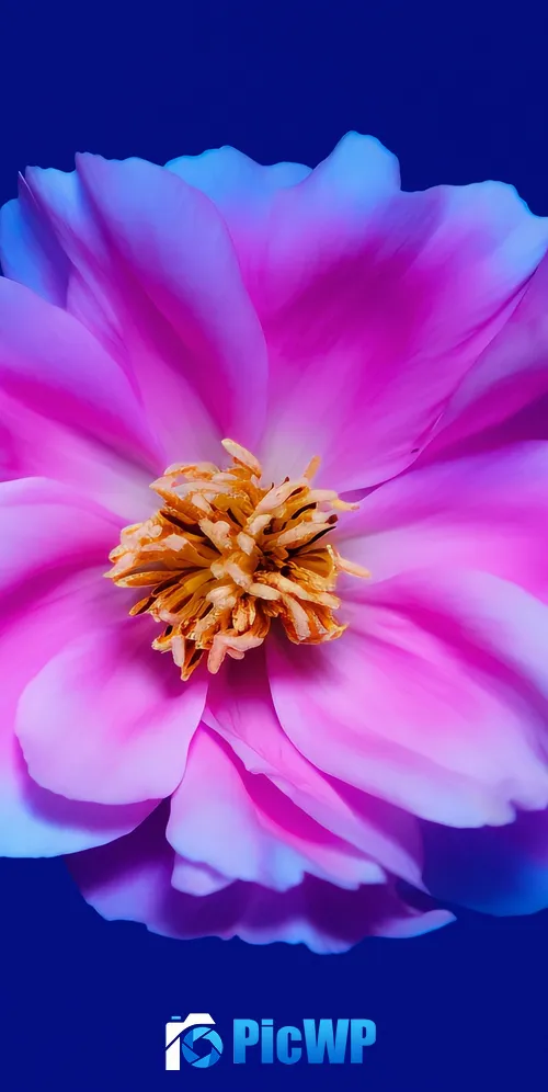 Peony flowers Pink flower 3K Mobile Wallpaper