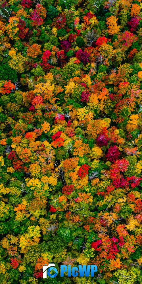 Autumn Forest Maple trees 3K Mobile Wallpaper