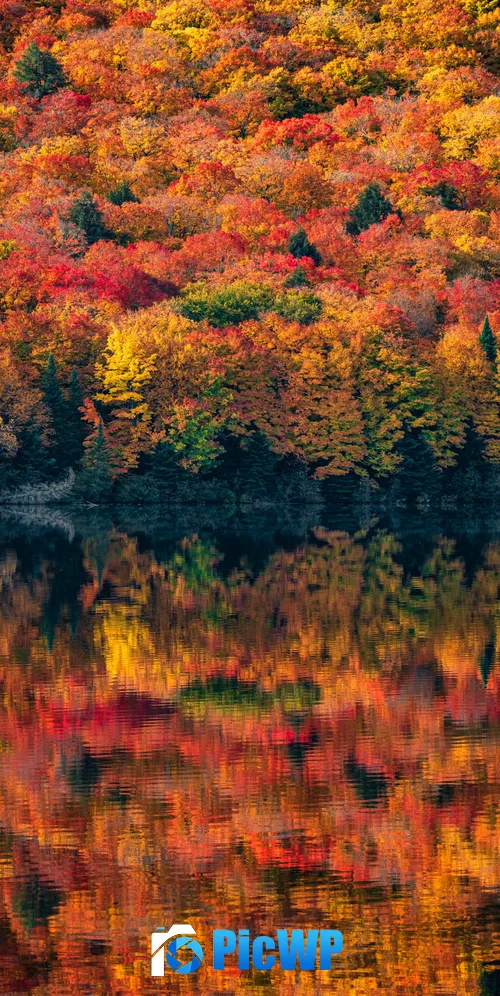 Algonquin Provincial Park Ontario 3K Mobile Wallpaper